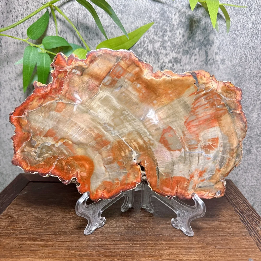 High Quality Natural Petrified Wood Slices Wood Slice with Tree Ring Patterns Mineral Specimen for Grounding & Balancing Energy