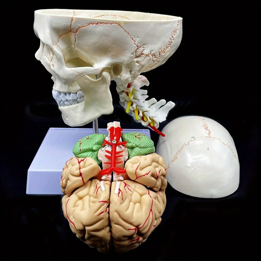Human Skull with Brain and Cervical Vertebra Anatomical Model: Life-Size Anatomy for Science Classroom Study Display Teaching Mo