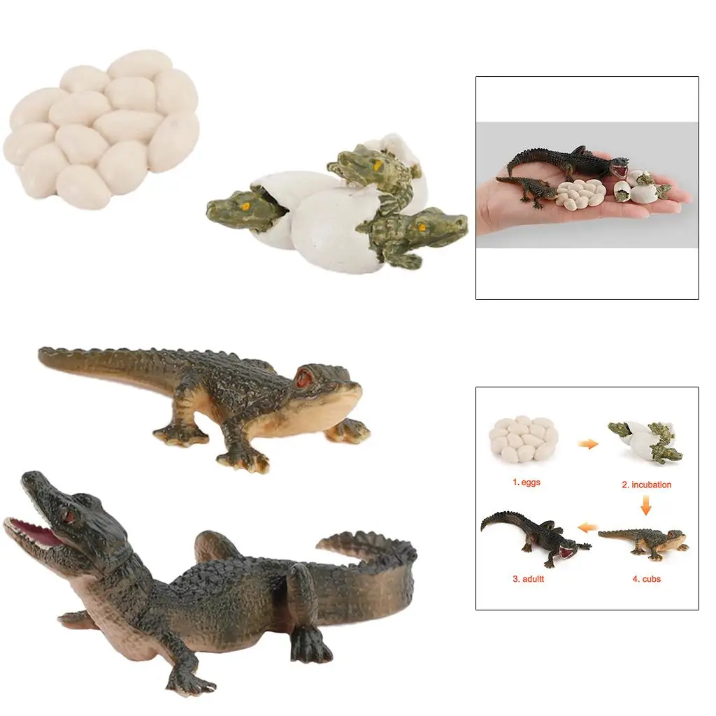 

Nature Animal Life Cycle Alligator Kids Learning Toys Themed Party