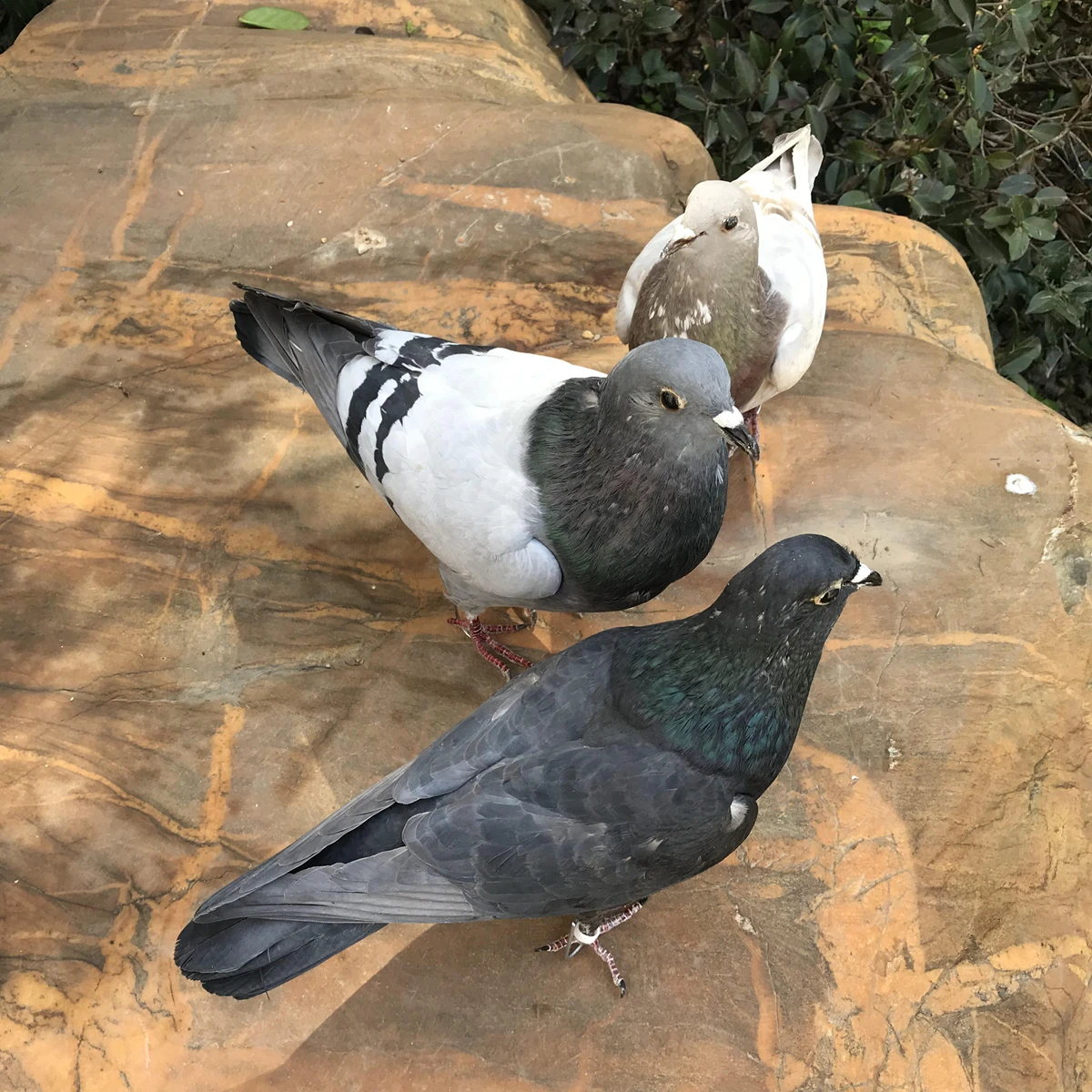 1Pcs real Taxidermy Eurasian gray pigeon Columba specimen Teaching / Decoration