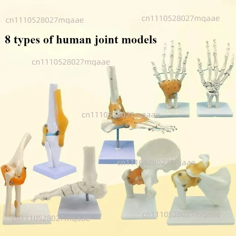 Lifesize Human Joint Model Shoulder Elbow Hip Knee Hand Foot Joint Bone Models Human Skeleton Anatomy Model