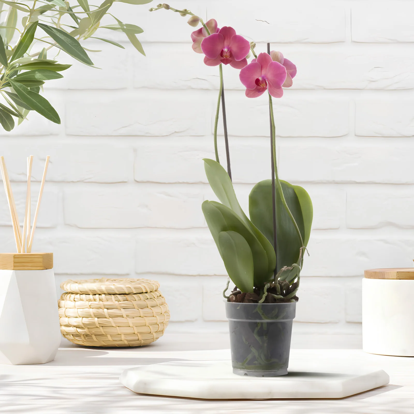 

10pcs clear Plant Pots Transparent Nursery Pot Lightweight Plastic Flower Containers Drainage Garden Pots Reusable Orchid