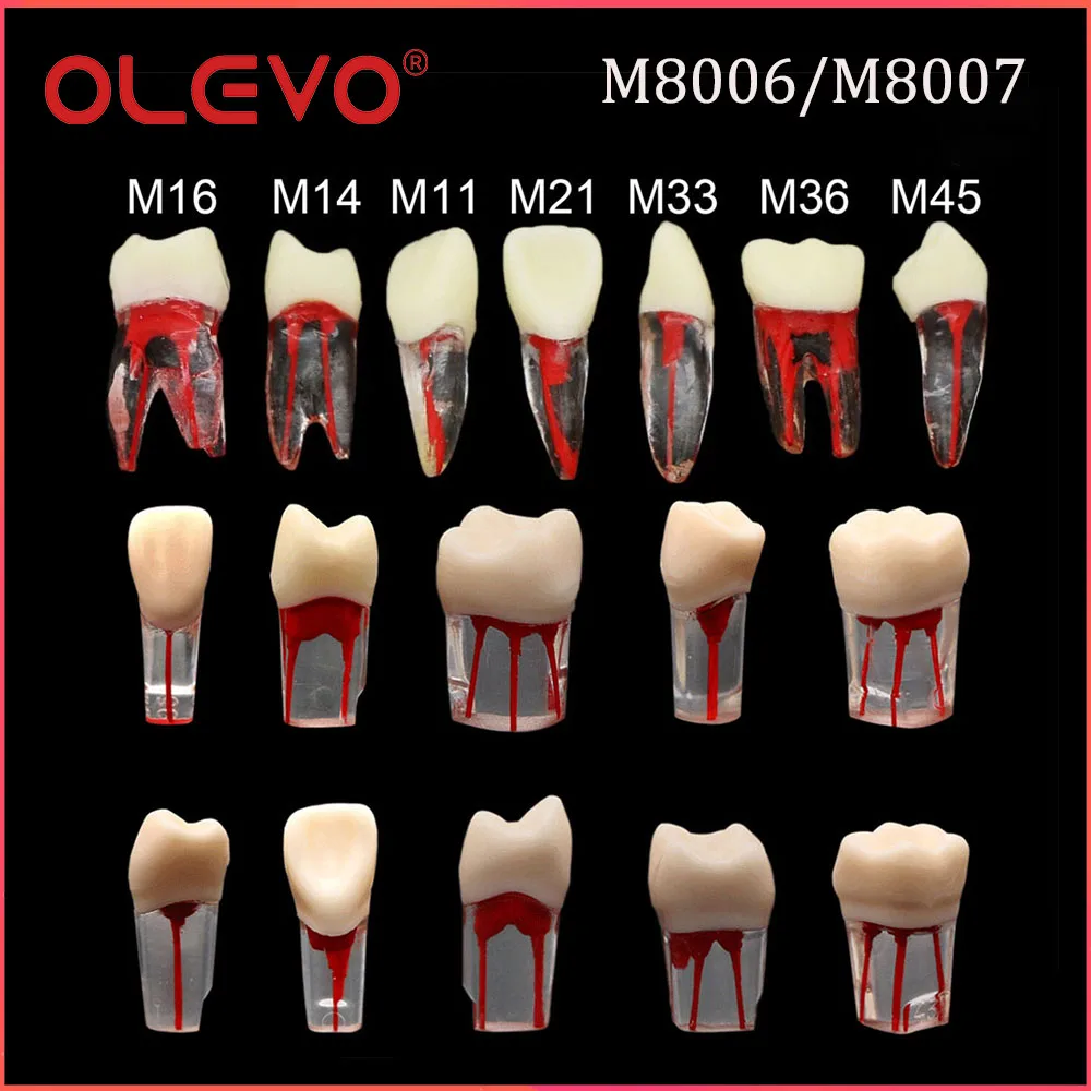 OLEVO 1 szt Zęby dentystyczne Kanał korzeniowy Blok RCT Pulp Cavity Model do ćwiczeń Endo File Study Endodontyczny trening stomatologiczny