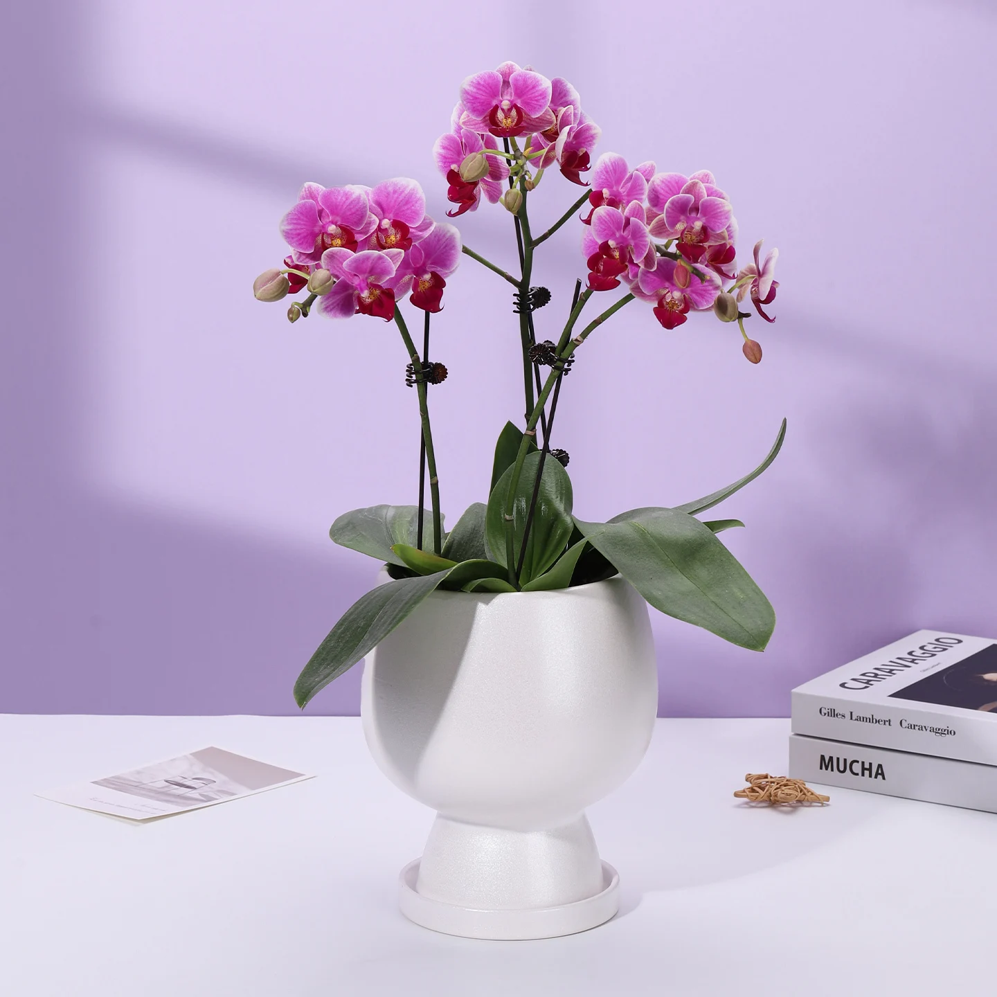 YFY ceramic pot tray tall orchid Phalaenopsis hyacinth green plant flower breathable Internet celebrity pottery pot