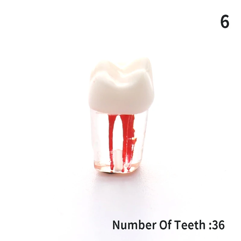 Tooth Model For Dental Oral Teaching Resin Teeth Resin Dental Endodontic Tooth Model With Colored Root Canal And Pulp Practice