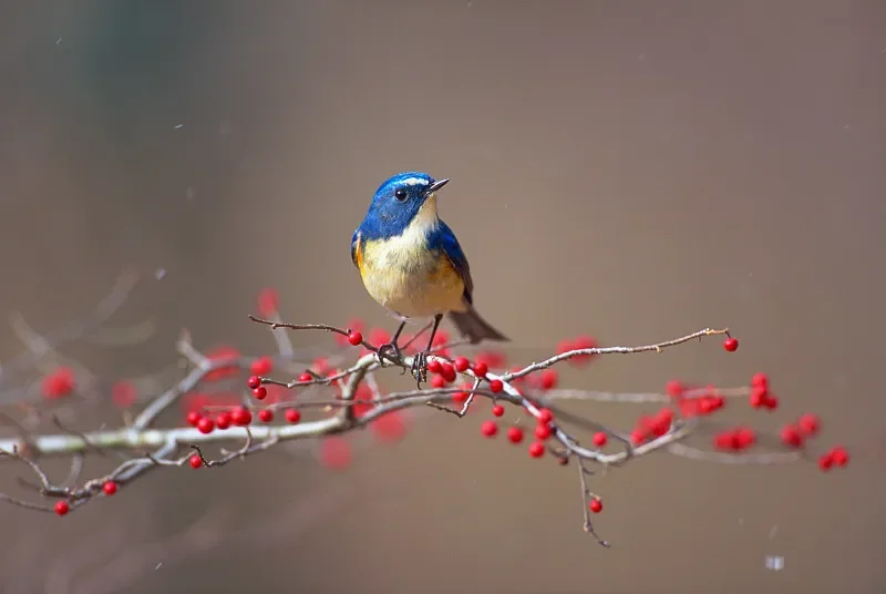 

Flywoo GOKU F405 HD AIO FC — 1S 5A, 2,6 г для дрона Micro HD FPV