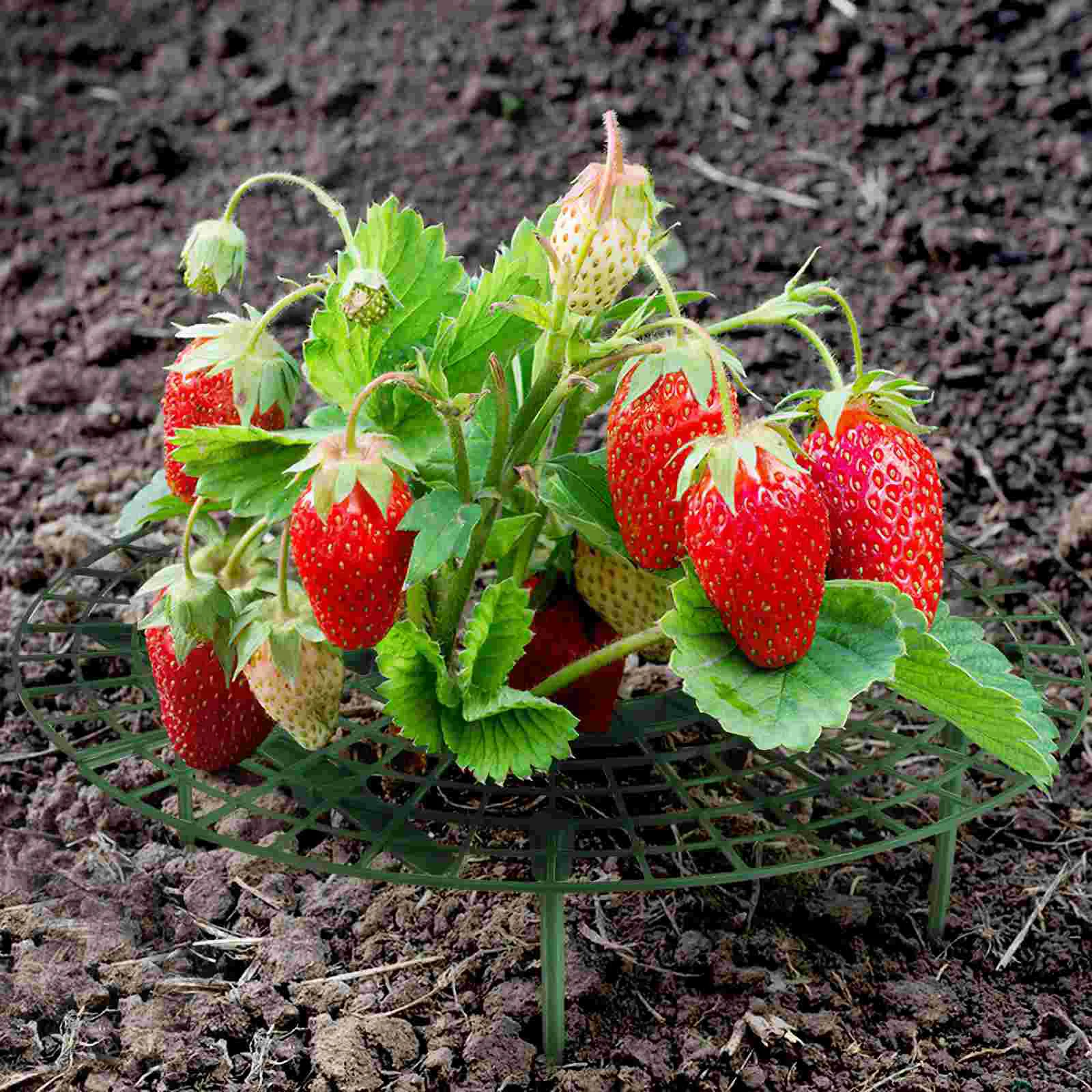 6 Pcs Strawberry Support Holder Plastic Plant Growing Stands Easy Insertion Stakes Cuttable Lifts Strawberries Flower Pot