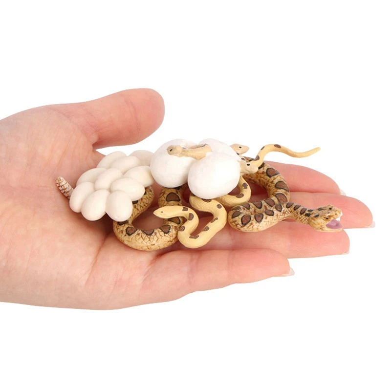 2X Realistic Animal Life Growth Cycle Biological Model Toys Snake Growth Cycle Biological Model Rattlesnake Growth Cycle