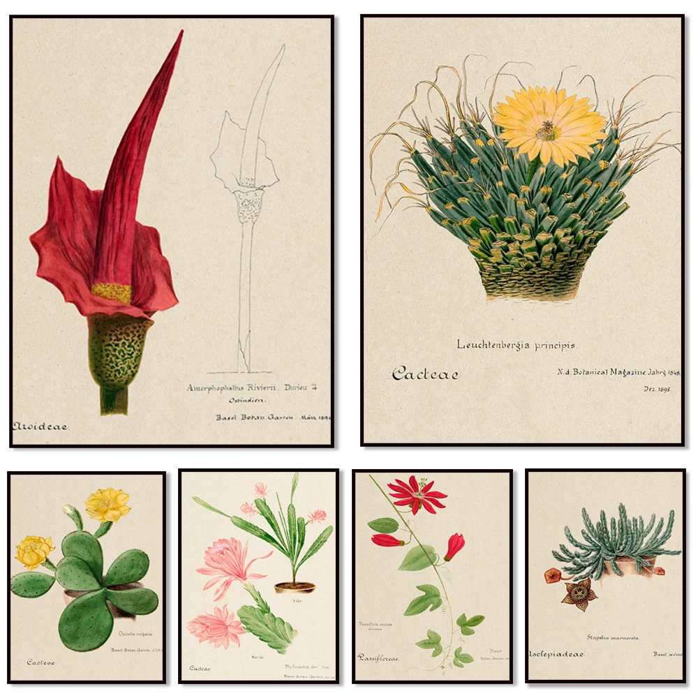 Botanical prints, red sage cactus, hedgehog cactus, lily, agave, german queen cactus, orchid cactus decorative botanical poster