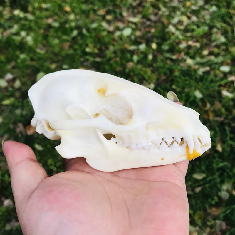 1pcs Pure Natural Taxidermy  Vulpes Raccoon  Skull Taxidermy Real Bone Skeleton Christmas Decoratio
