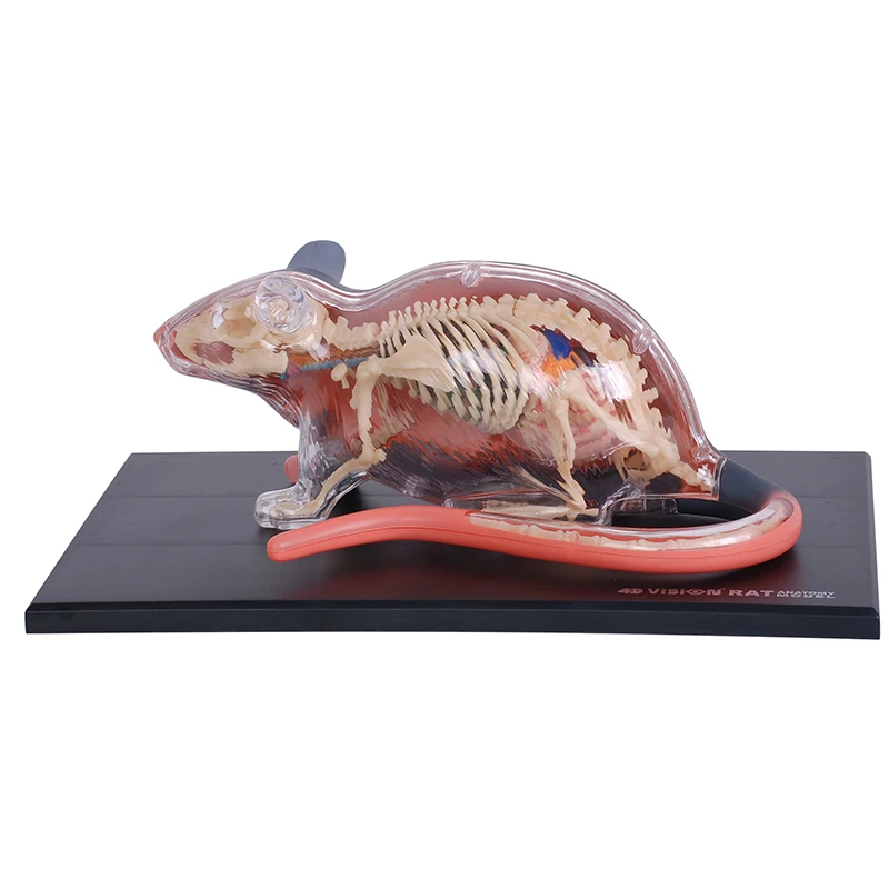 4D Vision Rat Animal Anatomy Model Detachable Full Skeleton Laboratory Education Classroom Equipment Fame Master Puzzle Kids Toy