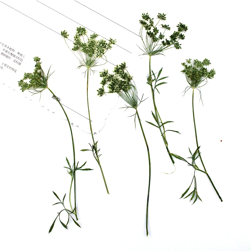 

1set Pressed Dried Flower Multi-head Ammi Plants Herbarium For Epoxy Resin Jewelry Making Frame Phone Case Craft DIY