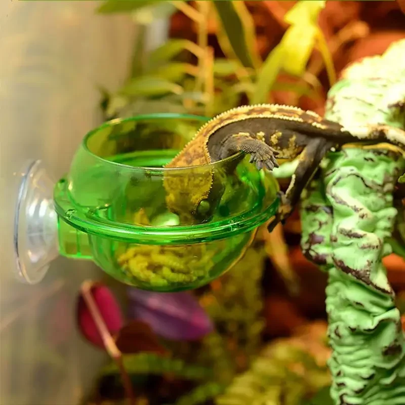 #33 Compare Reptile Water Bowls Before You Buy