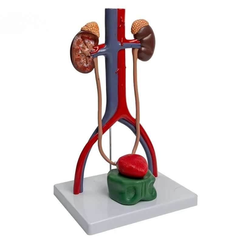 

Genitourinary System Model Human Anatomy Model Bladder and Ureter 3D 1:1 Genitourinary System Model