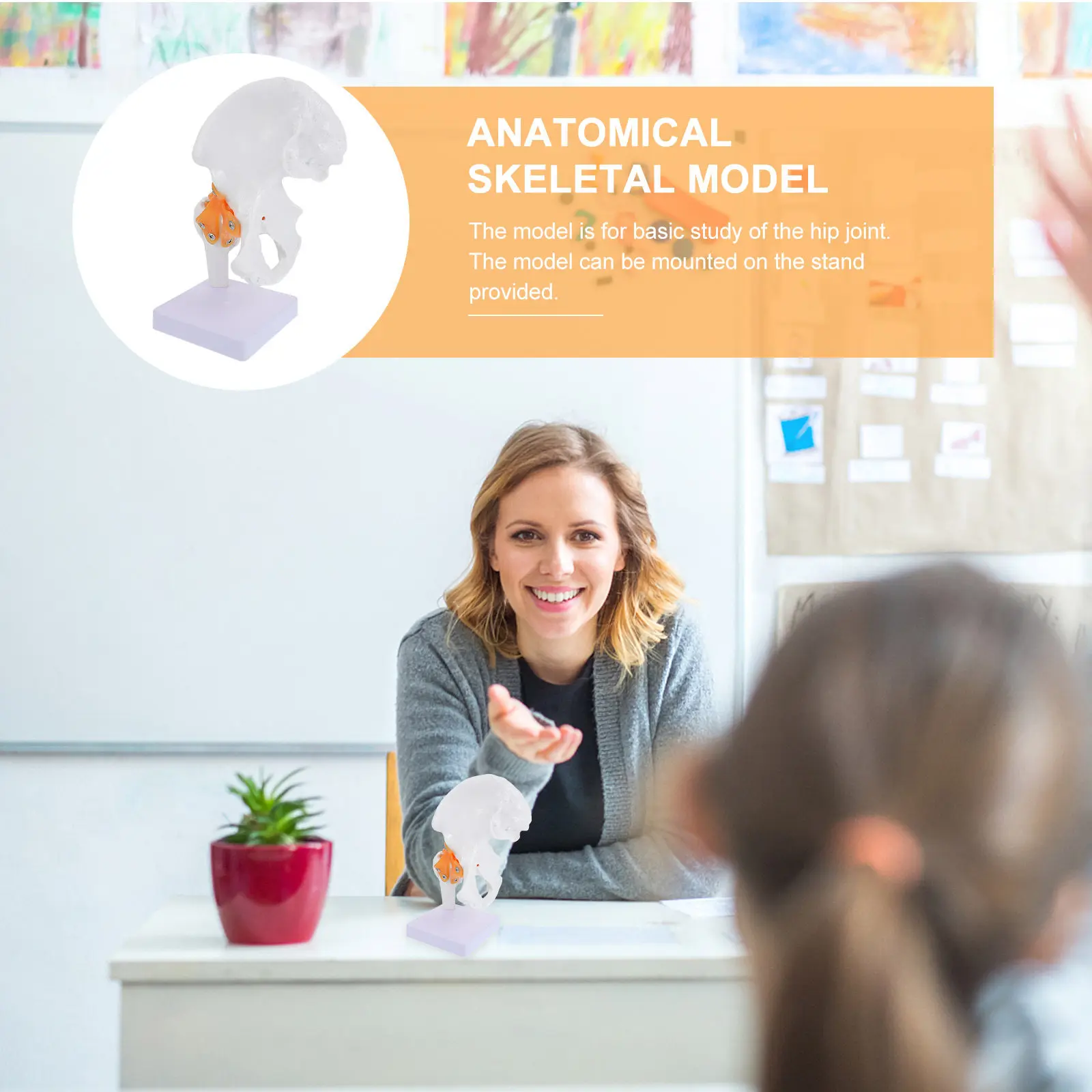 

Анатомическая модель тазового сустава человека из ПВХ на подставке для медицинского и образовательного использования (1 шт.)