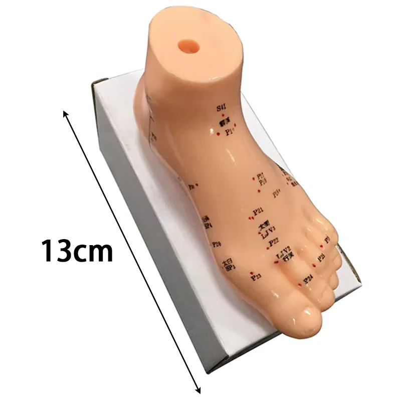 Professional Meridian Acupoint Model for TCM Teaching