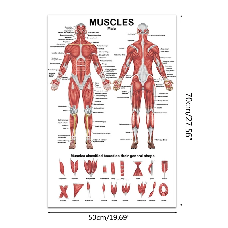 Profesjonalny układ mięśniowy człowieka Wykres anatomiczny Anatomia mięśni ludzkich Plakat na wykład edukacyjny 19,69 x 27,56 cala