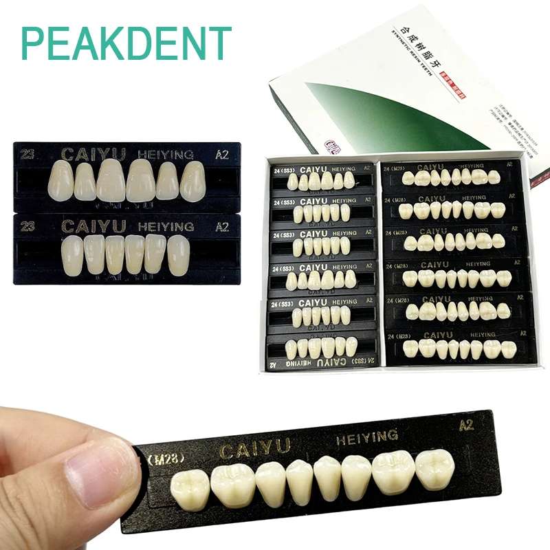 84pcs/box Dental Synthetic Numerical Teeth A2/A3 Dentures Acrylic Resin Dental Model Dental Material Education Model