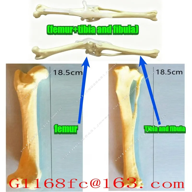 Dog Hind Limb Surgery Practice Simulated Bone Model Orthopedic Dog Skeleton Animal Skeleton Canine Pet Veterinary Teaching Aids