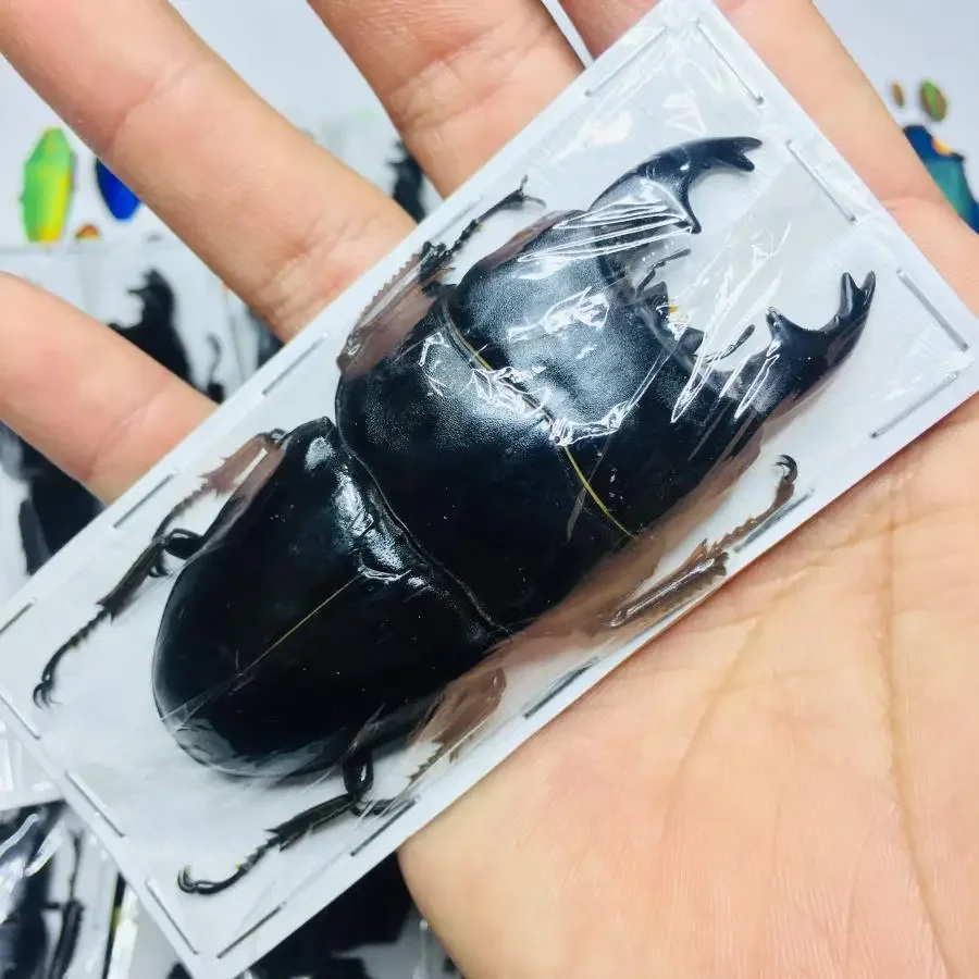 1PC Large Flat Stag Beetle, Dorcus Titanus, Real Insect Specimen, Mechanical Punk Crafts, Teaching Science, Collectible Art