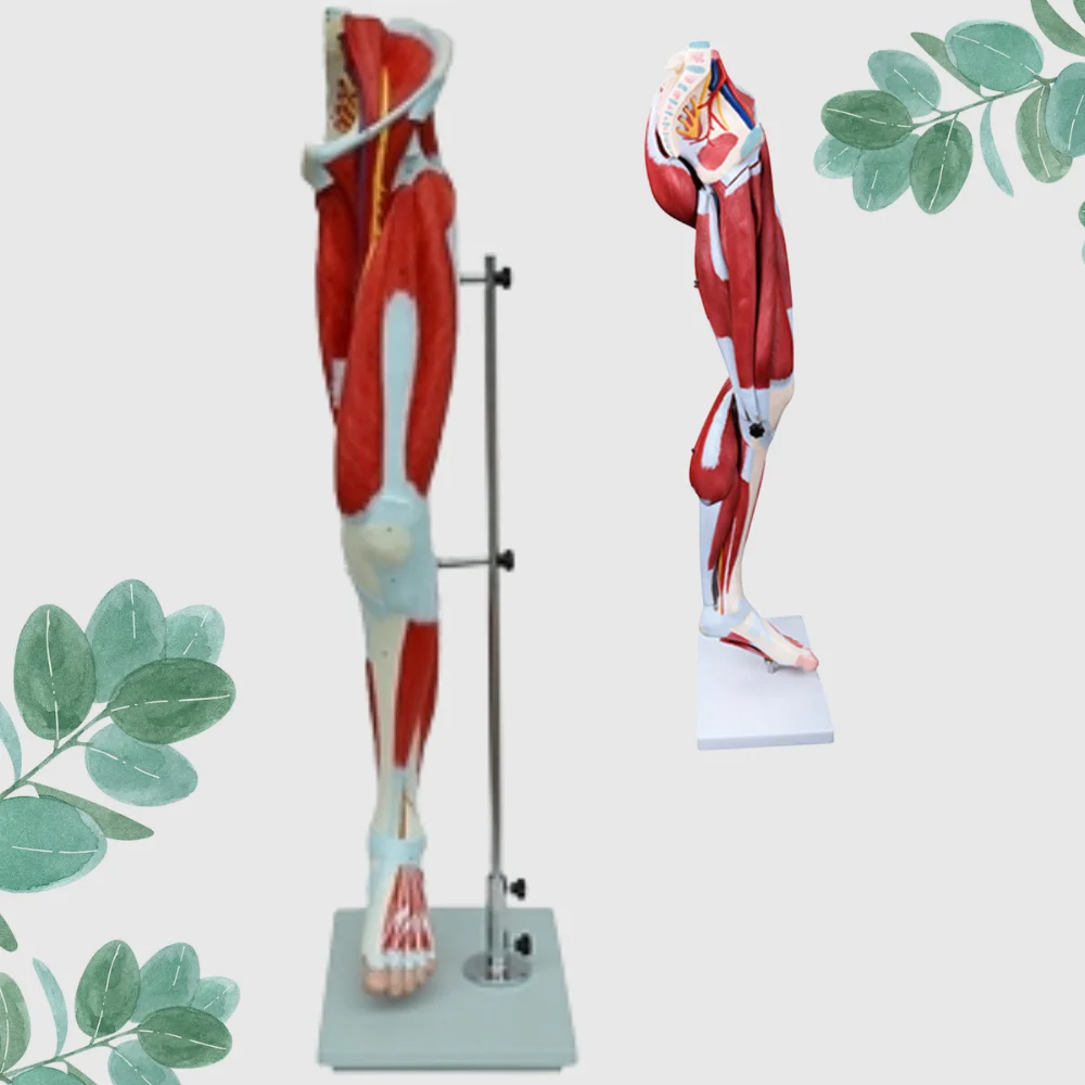 Lower Limb Muscle Appendage Major Blood Vessel Nerve Anatomical Model Medical Educational Simulator for Extremity Anatomy Teachi