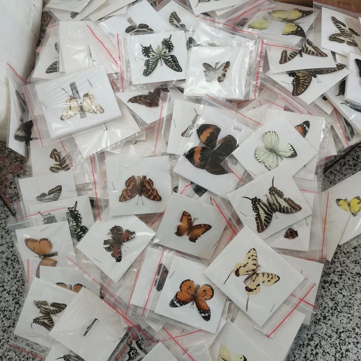 2213 Spread Butterfly Craft Supplies A2 Grade Defective Mix Pack, Random Species, Assorted Sizes & Colors, for DIY, Art, Jewelry