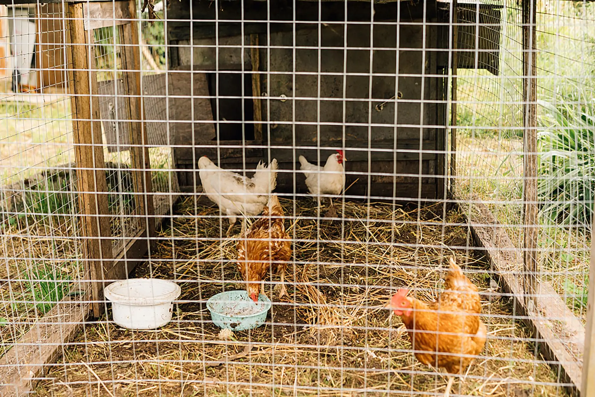 

00' Galvanized 1/4 Inch Hardware Cloth - Durable Metal Fencing for Gardens, Rabbit Cages & Snake Enclosures