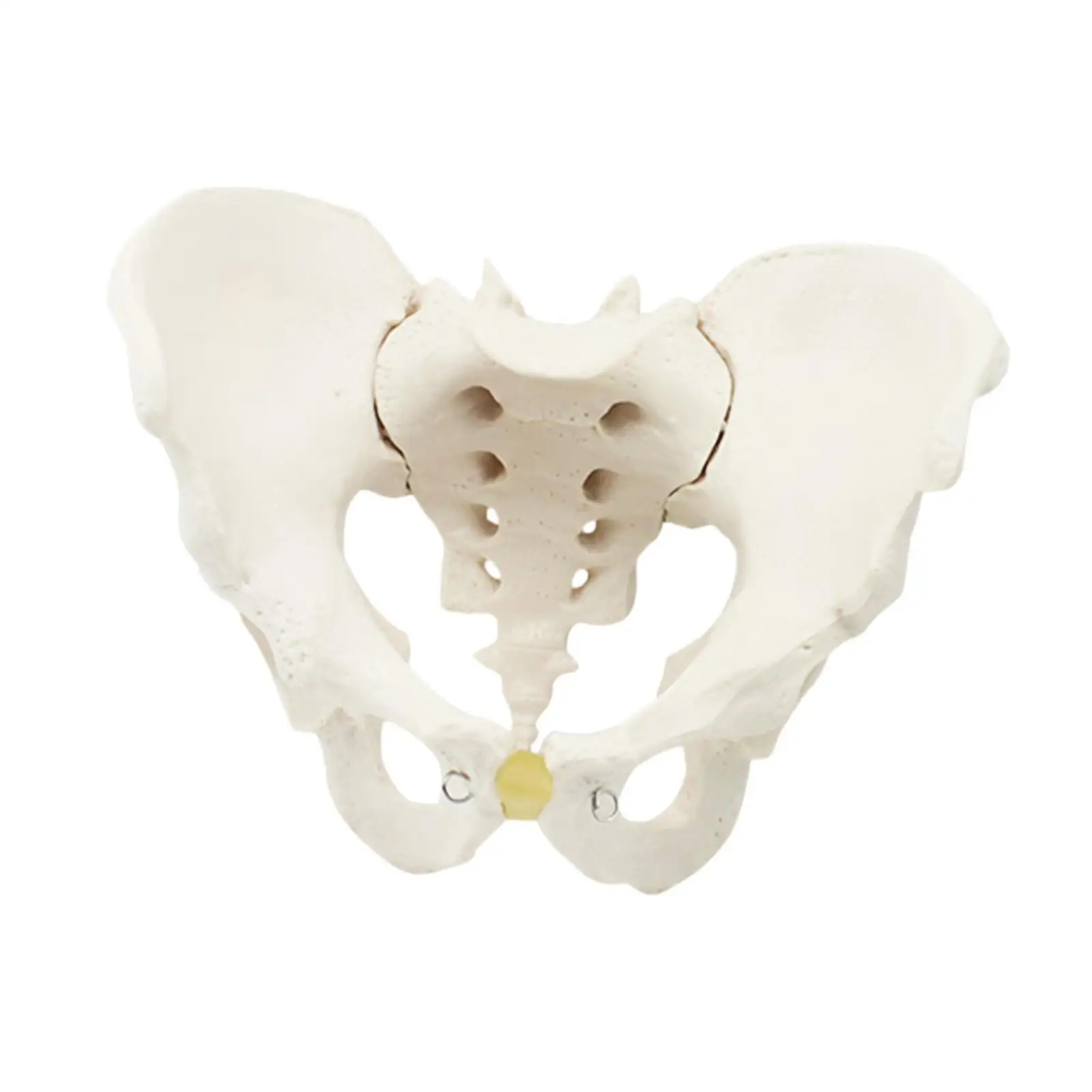 Life Size Male Pelvis Model Model Study Teaching Tool Display Hip Model