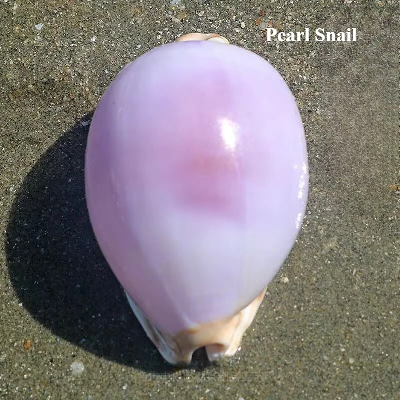 Natural Pearl Snail Conch Shell White Purple Mediterranean Home Collection Decoration Creative Gift Quality No Staining Shells