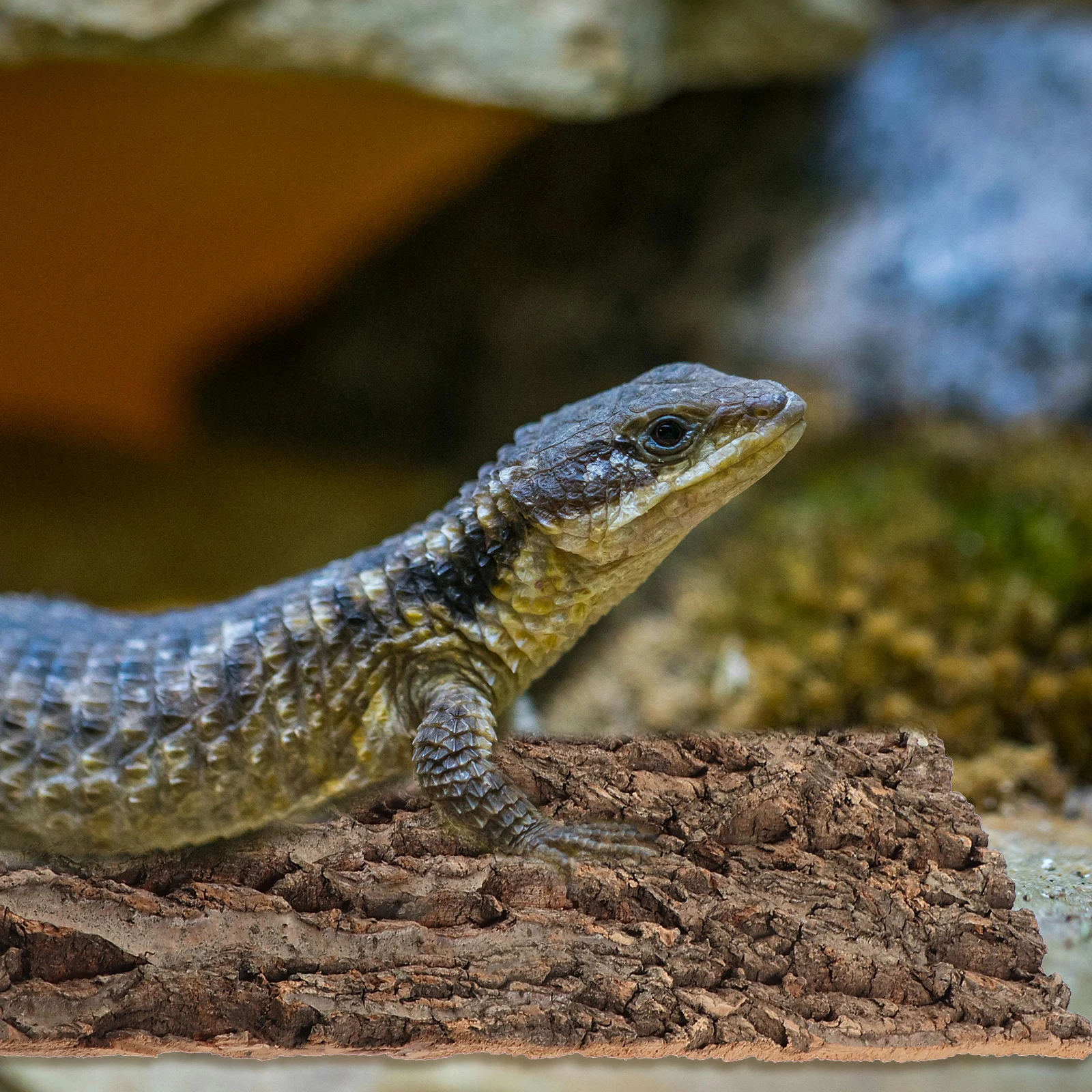 

Bark Background Panel Easy Install Lightweight Reptile Cork Bark Background Terrarium Reptile Decor