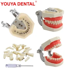 Dental Practice Model Teeth Model For Dental Technician Students Training Studying Dentistry Typodont Model With Removable Tooth