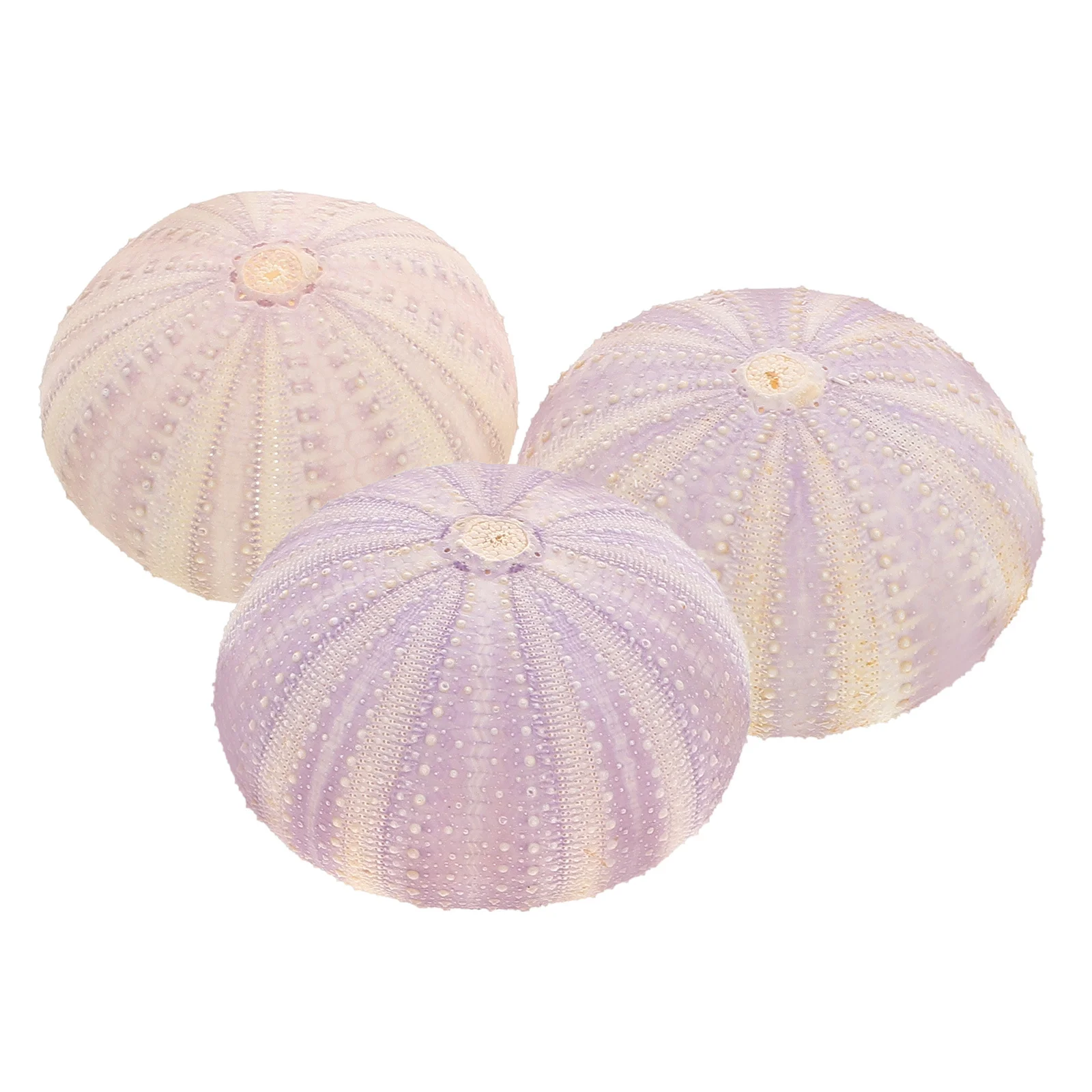 3 Pcs Natural Dried… - image