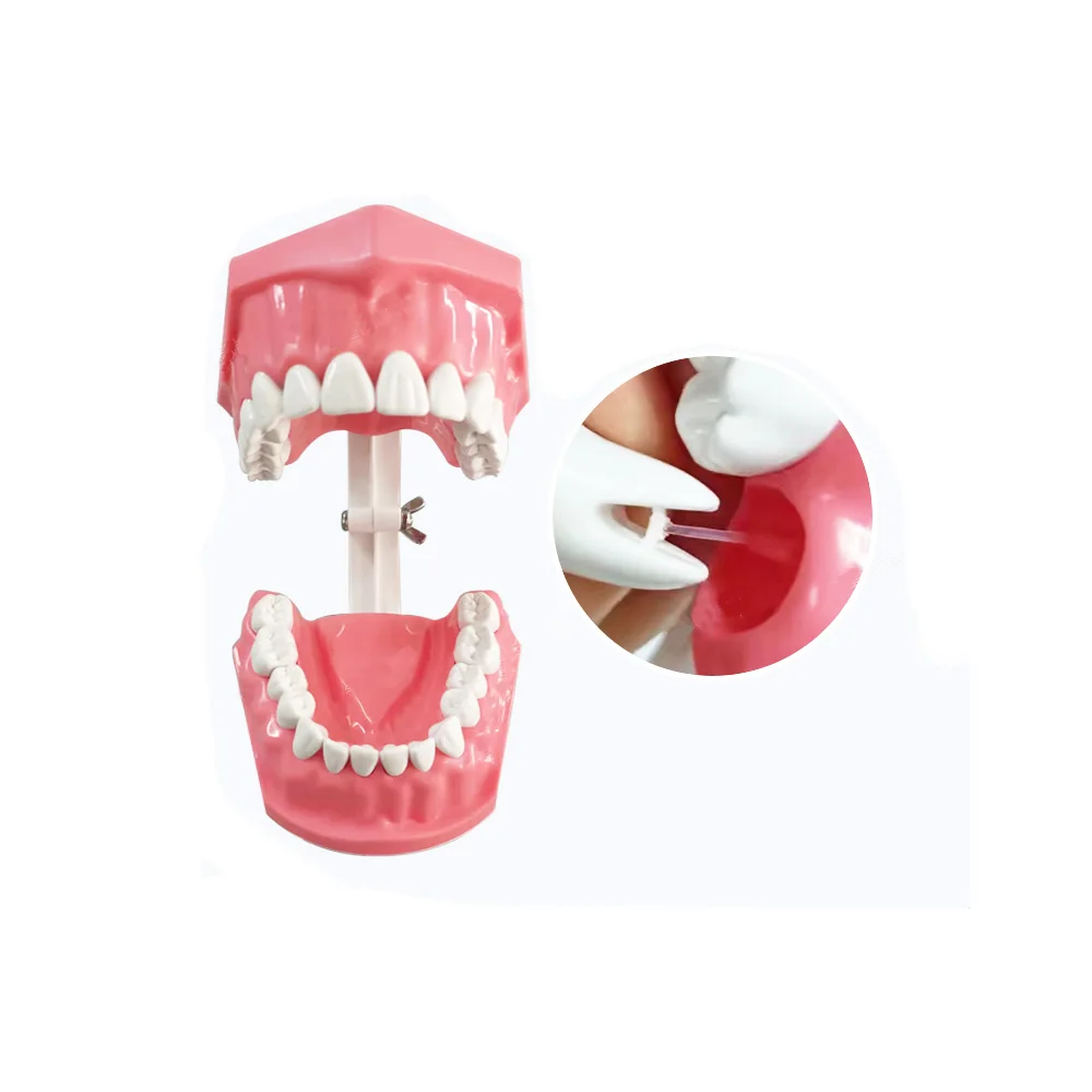 

Dental Model Brushing Flossing Practice Teeth Typodonts Mode Gingiva Visible Anatomic Demonstration Teaching Studying 1:1