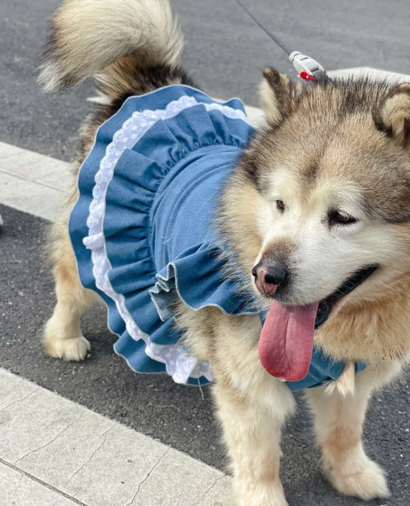 

Large Dog Clothing Big Dog Dress Poodle Schnauzer Husky Samoyed Border Collie Labrador Golden Retriever Alaskan Malamute Clothes