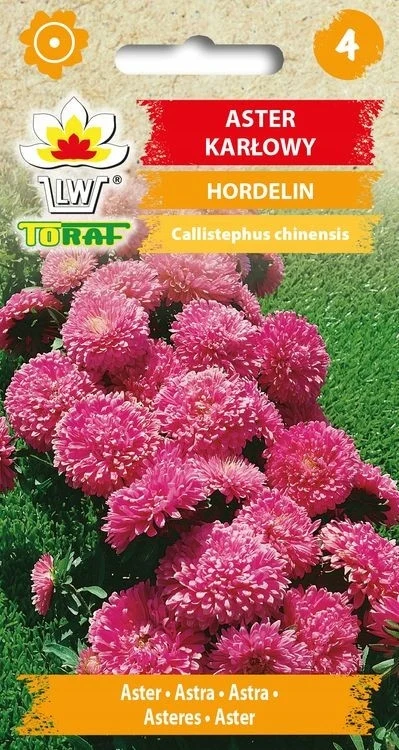 HORDELIN dwerg Aster zaden 430 Toraf