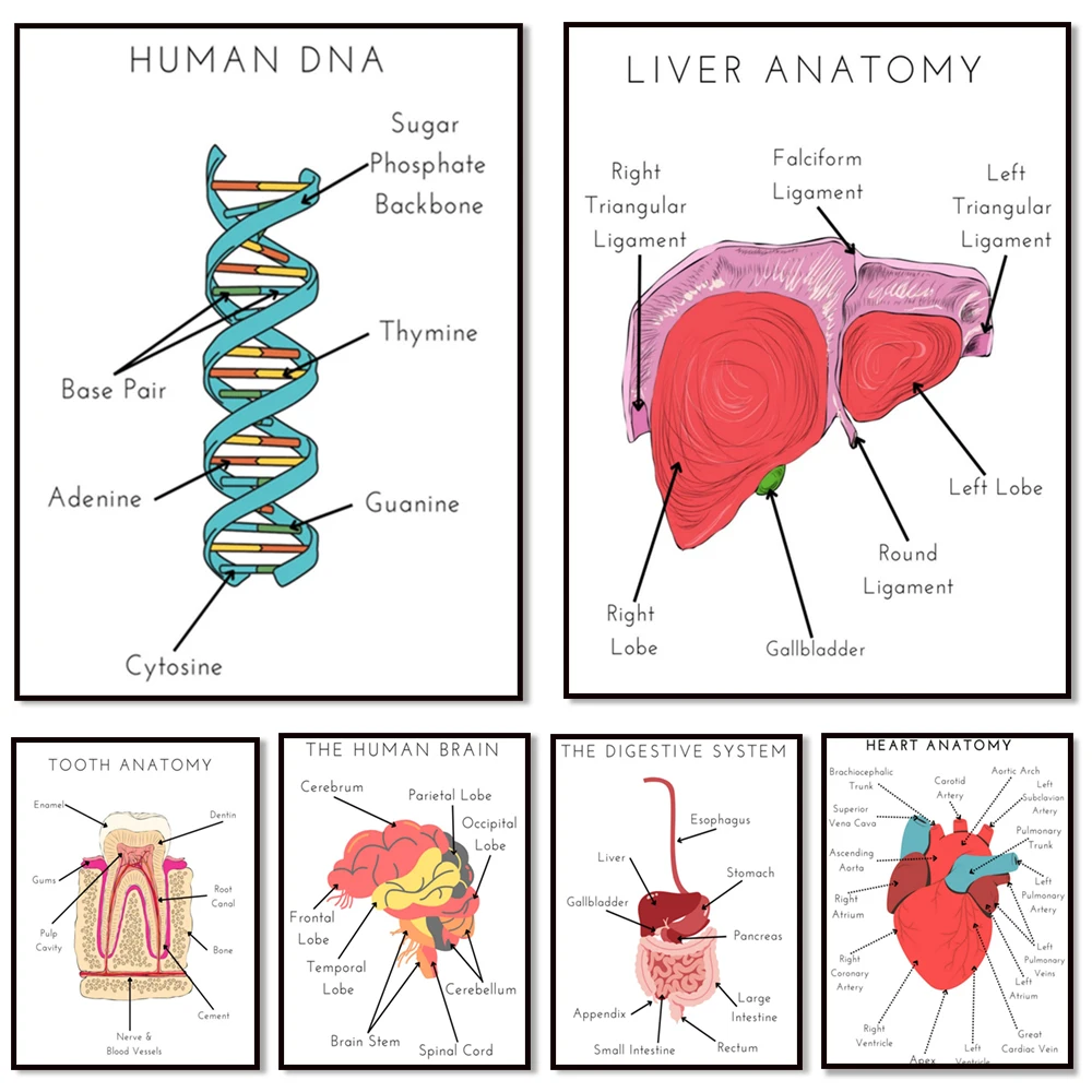 Human DNA Art, Liver Anatomy, Digestion Anatomy, Heart Anatomy, Teeth Anatomy, Kidney, Respiratory Anatomy, Brain, Spine Poster