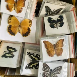 Especímenes de mariposas naturales reales para pasatiempos, marco de fotos DIY, pegatina de pared para el hogar, decoración moderna para el hogar, 1, 5, 10, 20, 50 piezas