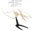 pterosaurs