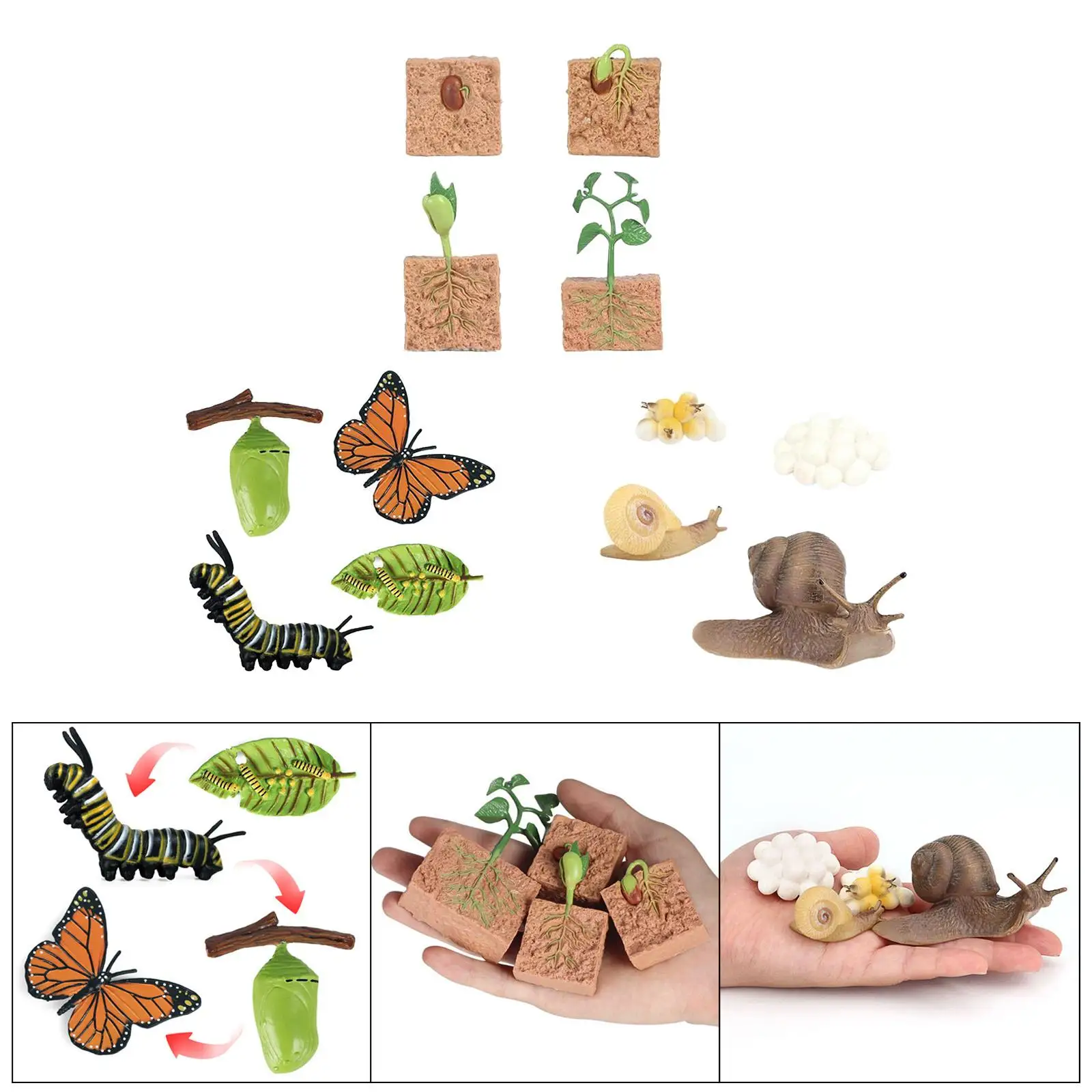 3x Nature Butterfly Growth Child Education Learning Teaching Toys