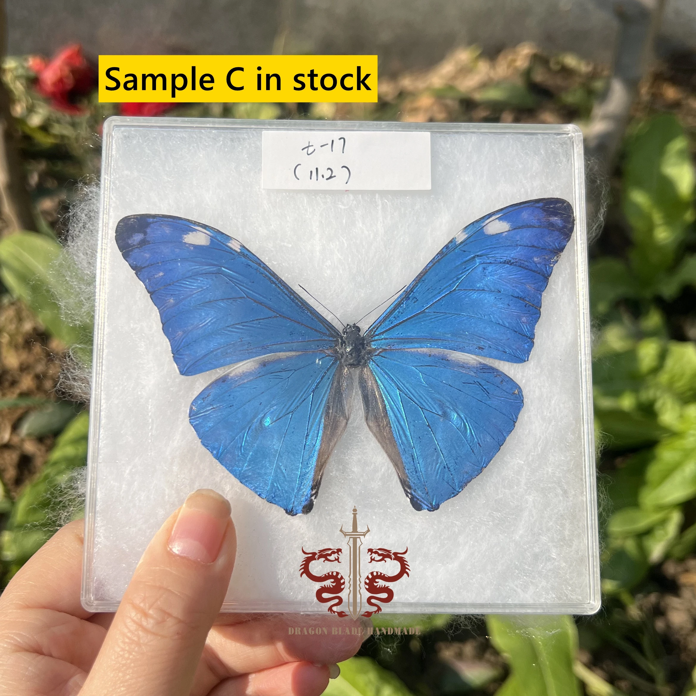 Butterfly specimen Morpho adonis female, 1pc wings spread A1/A- high quality, Decorative Display Collection Gifts view 5