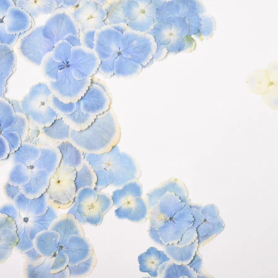 120pcs Pressed Dried Light Blue Hydrangea Flower Herbarium For Resin Epoxy Jewelry Card Bookmark Frame Phone Case Makeup Lamp