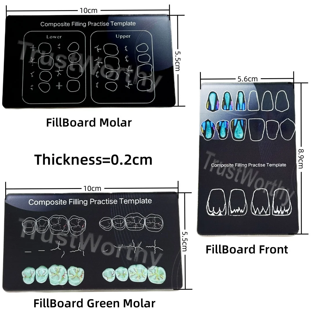 Dentes dentais Morfologia Anatômica Study Board Modelo, Resina Composite Filling Prática, 3 Tamanhos