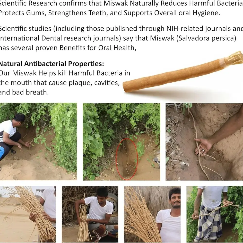 Зубная паста не требуется щетка Miswak Мягкая щетина Традиционная натуральная зубная Sticks для ежедневного использования