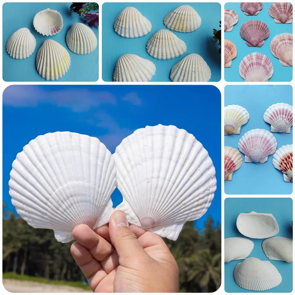 36PCS 2''-3'' Natural Scallop Shells For DIY Crafts, Beach Decor & Weddings For Creating Decorative / Crafting Jewelry