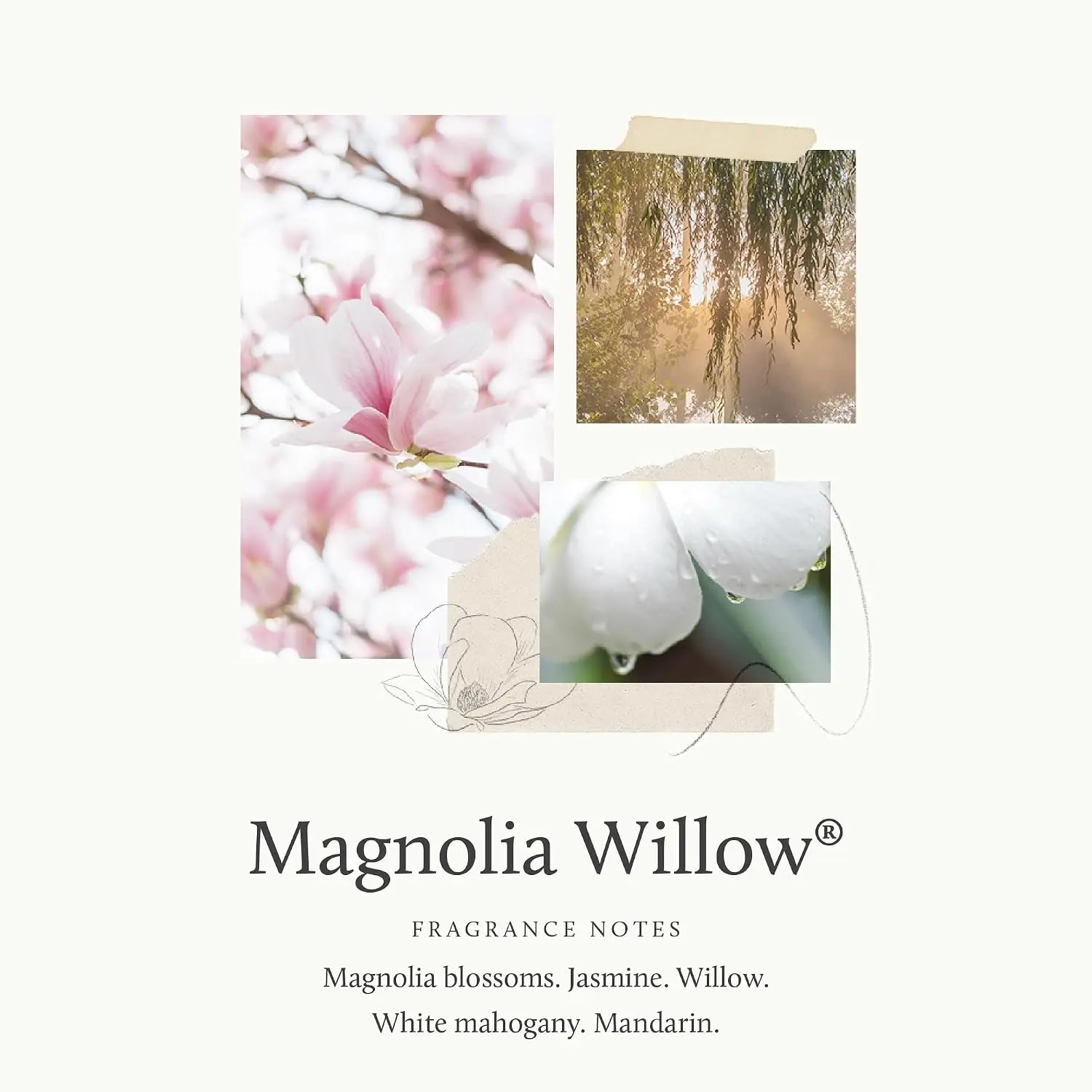 Thymes Magnolia Willow Room Spray - Long Lasting Air Freshener for Home with Floral Scent, 3 oz view 3