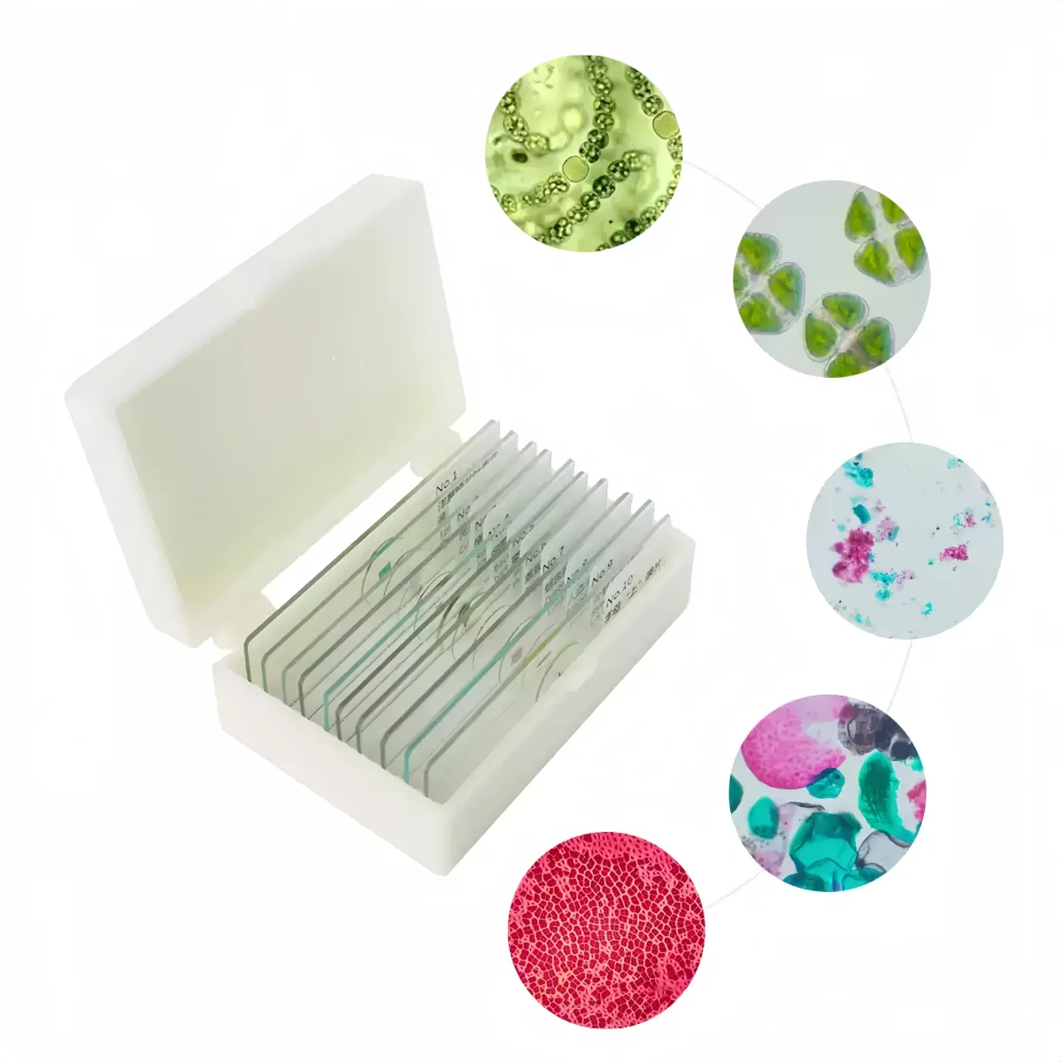 10PC Prepared Slices Microscope slides Algae Specimen Plant Alga Sample Section Biological Permanent Slicing Lab Teach Education