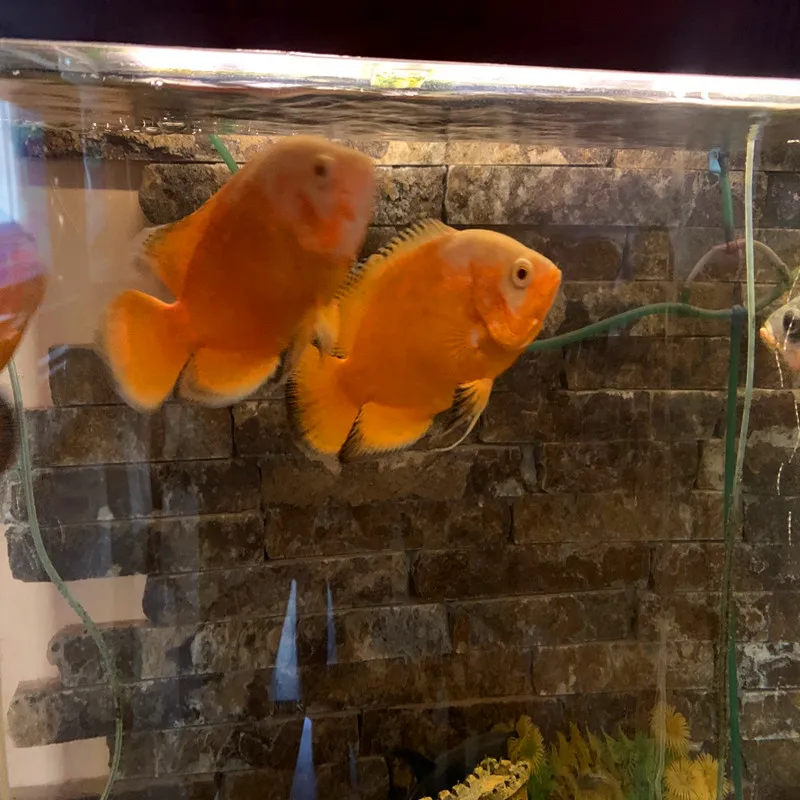 Feed Grade Canthaxanthin/Aphanicin/Carophyll Red Powder for Feed Additive Animal Feed Additive