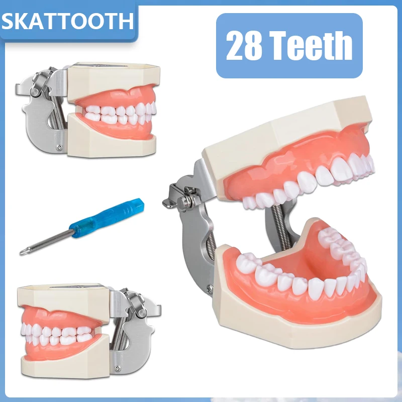 Dental 28 Teeth Model With Soft Gum Removable Standard Typodont Teeth Model Dental Teaching Model for Dentist Practice Training