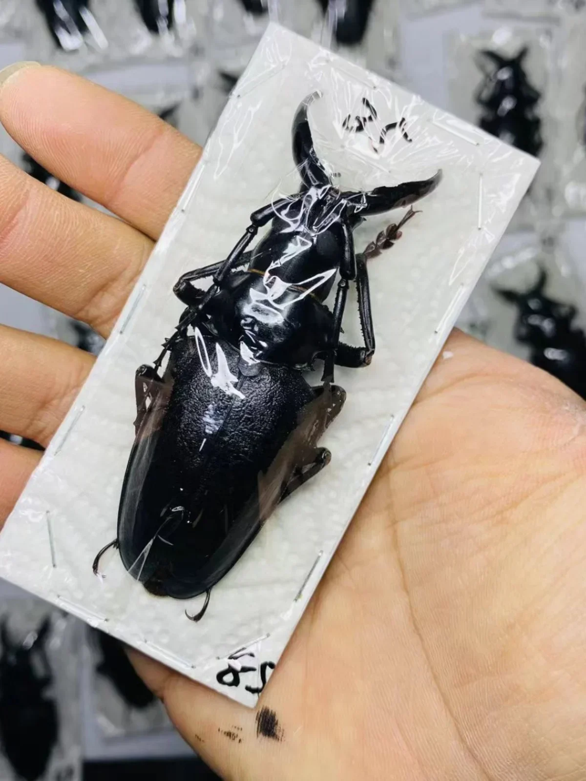 

68-83mm Cyclommatus Metallifer Finae Real Insect Specimen A1 Beetle Collection DIY Punk Insect Material Home Decor Sculpture