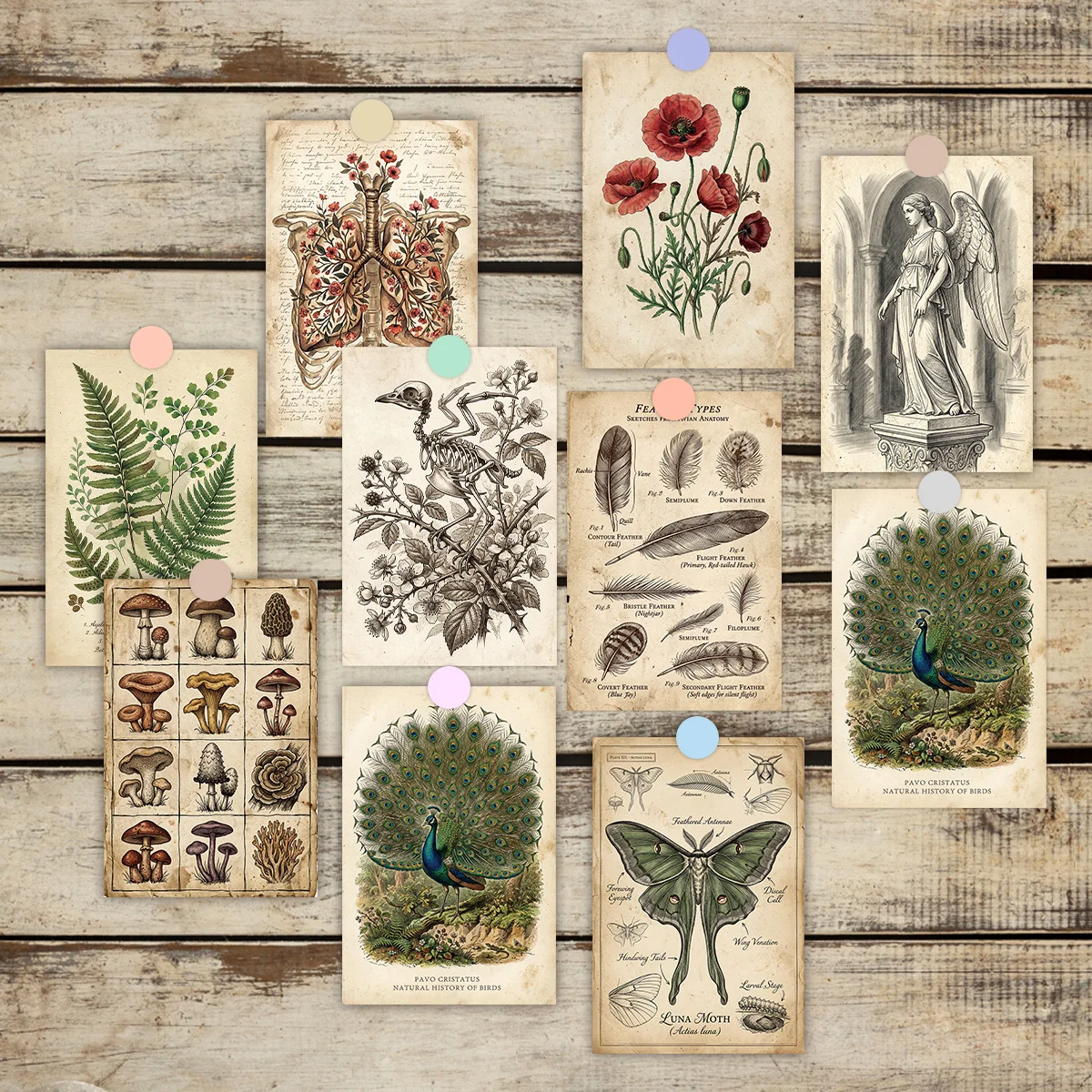 20 cartes d'art murales d'histoire naturelle vintage, cartes postales esthétiques illustrées de plantes et d'animaux, kit de collage pour la décoration de la chambre et du bureau